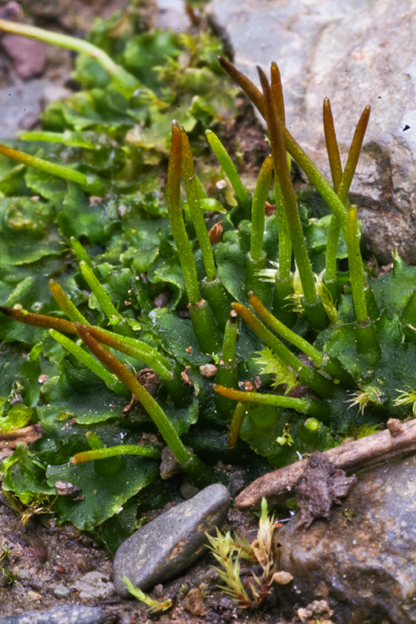 Phaeoceros carolinianus